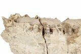 Fossil Oreodont (Merycoidodon) Partial Mandible - South Dakota #198227-3